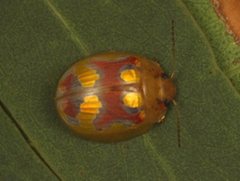 Paropsisterna gloriosa