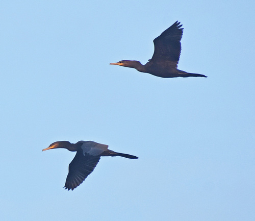 Neotropic Cormorant