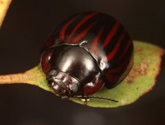 Paropsisterna semivittata