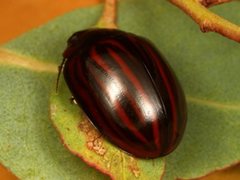 Paropsisterna semivittata