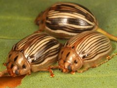Paropsisterna insignita