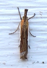 Crambus quinquareatus