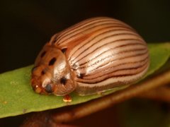 Paropsisterna insignita