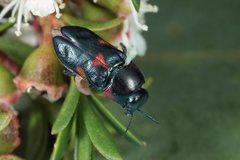 Neocuris fortnumi