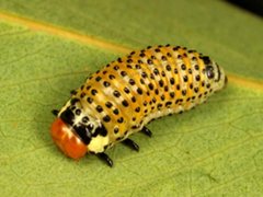 Paropsisterna pictipes