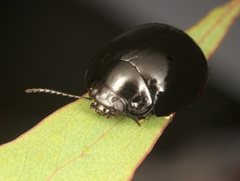 Paropsisterna angustipes