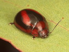 Paropsisterna erudita