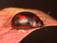 Paropsisterna erudita