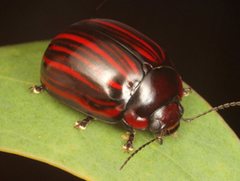 Paropsisterna semivittata