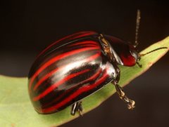 Paropsisterna semivittata