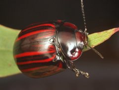 Paropsisterna semivittata