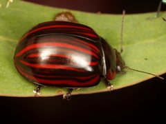 Paropsisterna semivittata