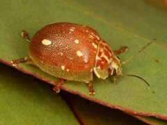 Paropsis marmorea