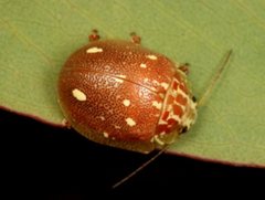 Paropsis marmorea