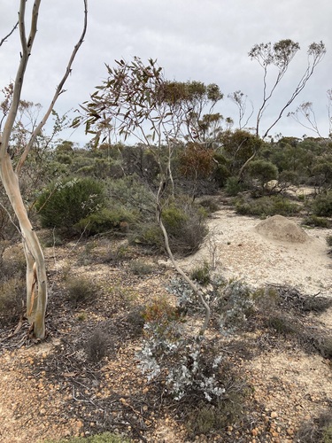 Eucalyptus albida, photograph 4