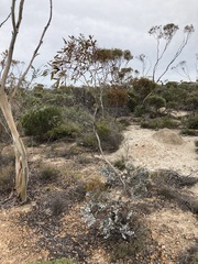 Eucalyptus albida, photograph (c) Thomas Mesaglio, some rights reserved (CC BY)