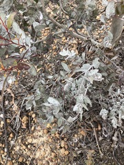 Eucalyptus albida, photograph (c) Thomas Mesaglio, some rights reserved (CC BY)