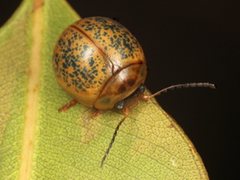 Dicranosterna hemisphaerica