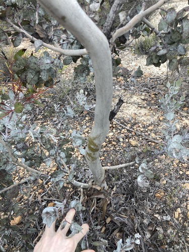 Eucalyptus albida, photograph 5