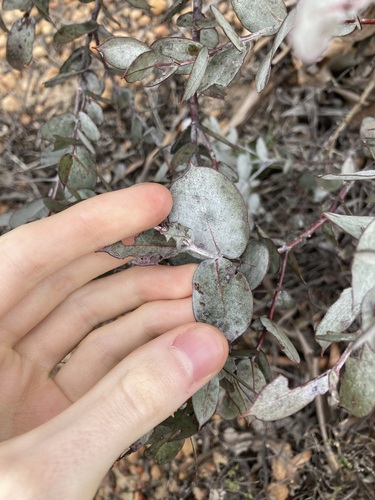 Image of Eucalyptus albida by (c) Thomas Mesaglio, some rights reserved (CC BY)
