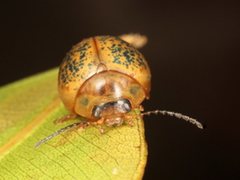 Dicranosterna hemisphaerica