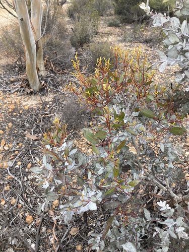 Image of Eucalyptus albida by (c) Thomas Mesaglio, some rights reserved (CC BY)