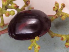 Paropsisterna erudita