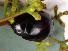 Paropsisterna erudita