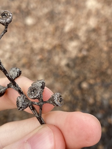 Image of Eucalyptus albida by (c) Thomas Mesaglio, some rights reserved (CC BY)