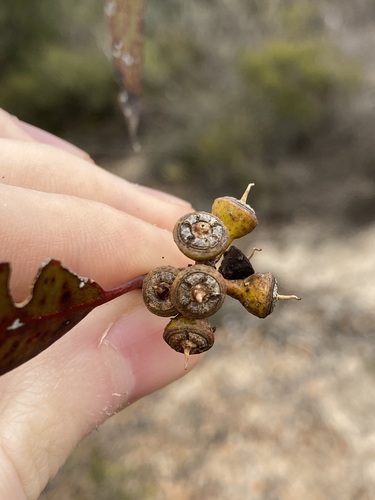 Image of Eucalyptus albida by (c) Thomas Mesaglio, some rights reserved (CC BY)