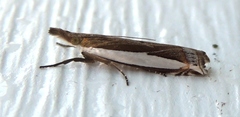 Crambus quinquareatus