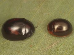 Paropsisterna erudita