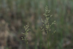 Agrostis vinealis