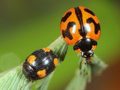 Peltoschema tetraspilotum