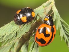 Peltoschema tetraspilotum