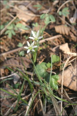 Gagea triflora