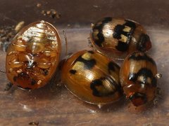 Peltoschema maculiventre