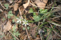 Gagea triflora
