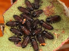 Paropsisterna angustipes