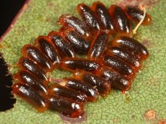 Paropsisterna angustipes