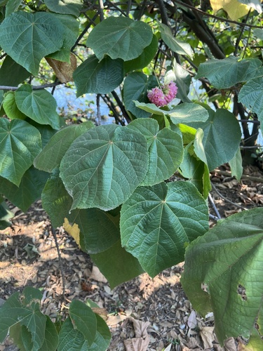 Dombeya wallichii