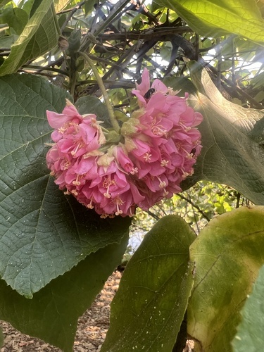Dombeya wallichii