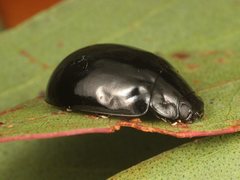 Paropsisterna angustipes