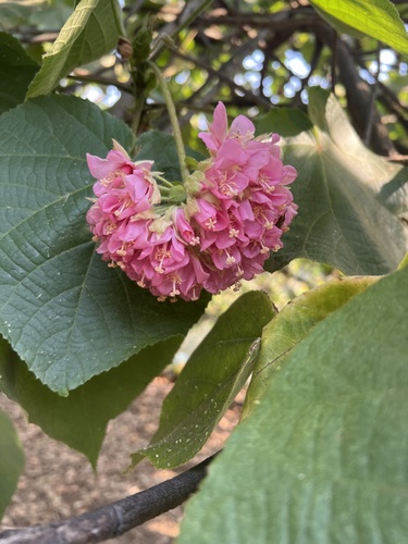 Dombeya wallichii