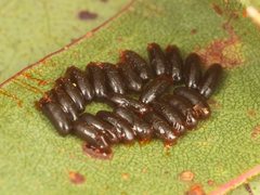 Paropsisterna angustipes