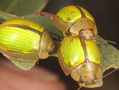 Paropsisterna hectica
