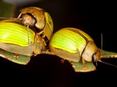 Paropsisterna hectica