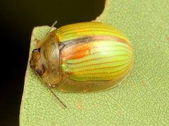 Paropsisterna hectica