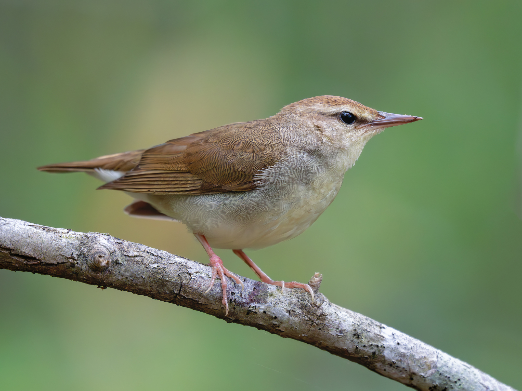 Swainson's Warbler illustration