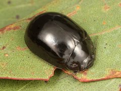 Paropsisterna angustipes